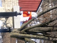 Даже львам иногда бывает холодно...