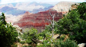  Розовые мечты о детстве в обрывах Большого Каньйона.